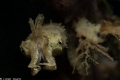   Pygmy Cuttlefish  